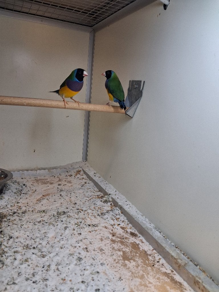 te koop jonge  gouldamadines koppels, Dieren en Toebehoren, Meerdere dieren, Tropenvogel
