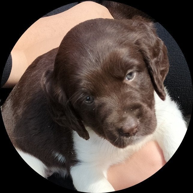 raszuivere heidewachtel pups, 8 tot 15 weken, Meerdere dieren, Eén hond, Nederland