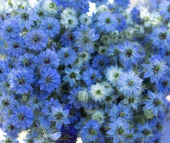 Nigella Damascena Juffertje in het Groen Zaad Zaden BLAUW, Ophalen of Verzenden, Voorjaar, Volle zon, Zaad