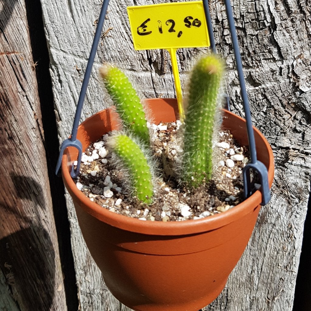 Apenstaartcactus / Monkey's tail, Ophalen of Verzenden, Minder dan 100 cm, Volle zon, In pot
