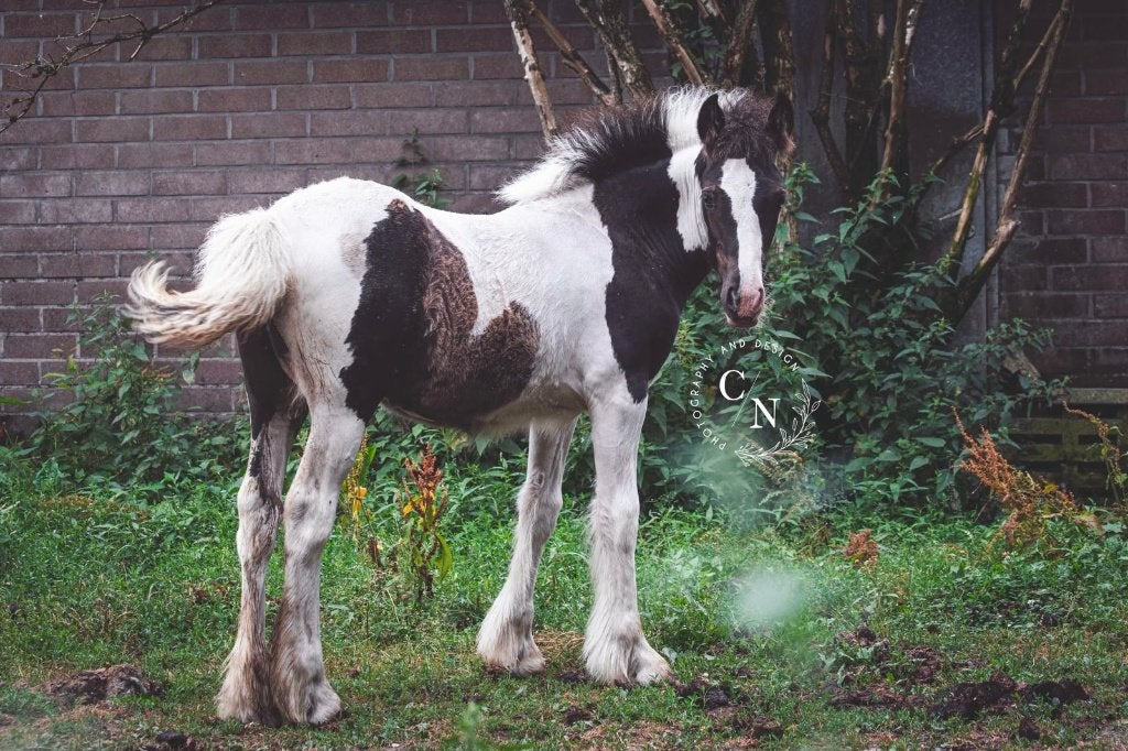 Prachtige, lieve en sociale tinker/irish cob veulens, Minder dan 160 cm, Met stamboom, Niet van toepassing, 0 tot 2 jaar
