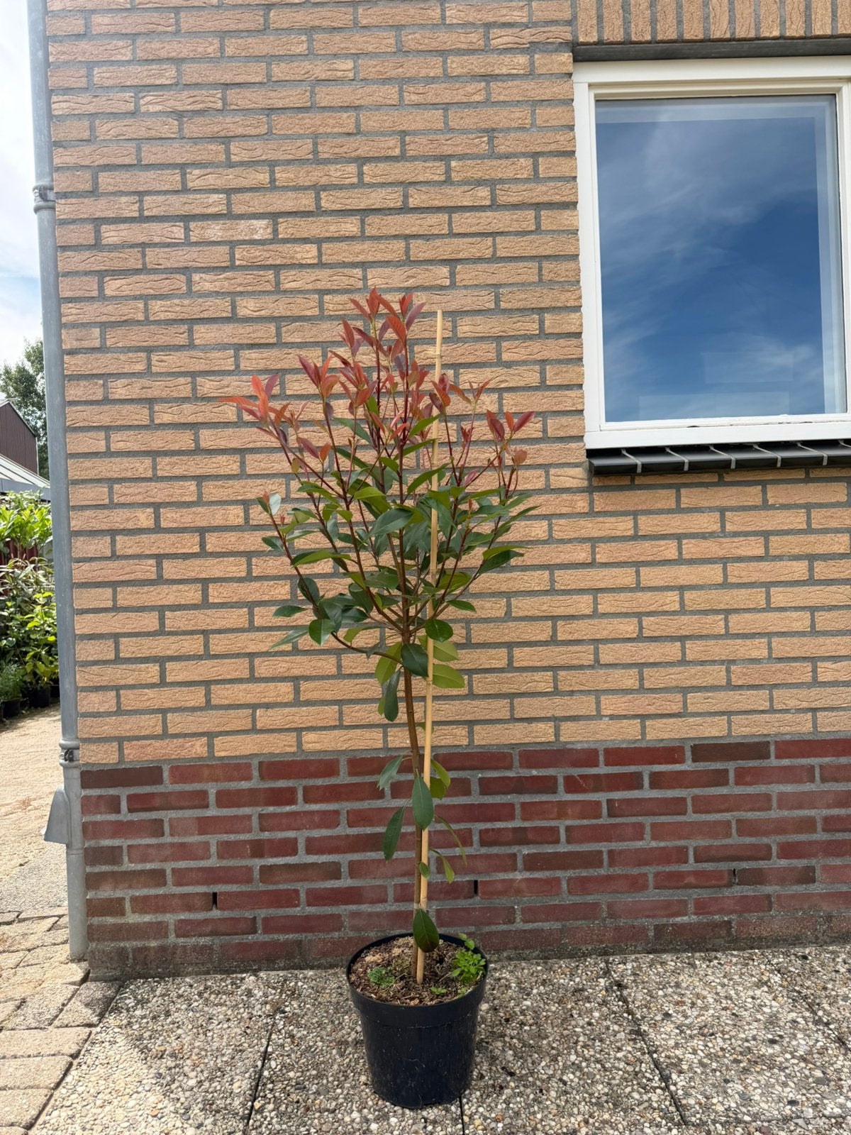Photinia red robin op stam, 100 tot 250 cm, Zomer, Ophalen, Volle zon