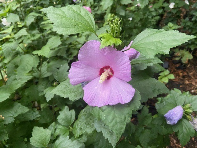 Hibiscus, Vaste plant, Halfschaduw, Zomer, Ophalen