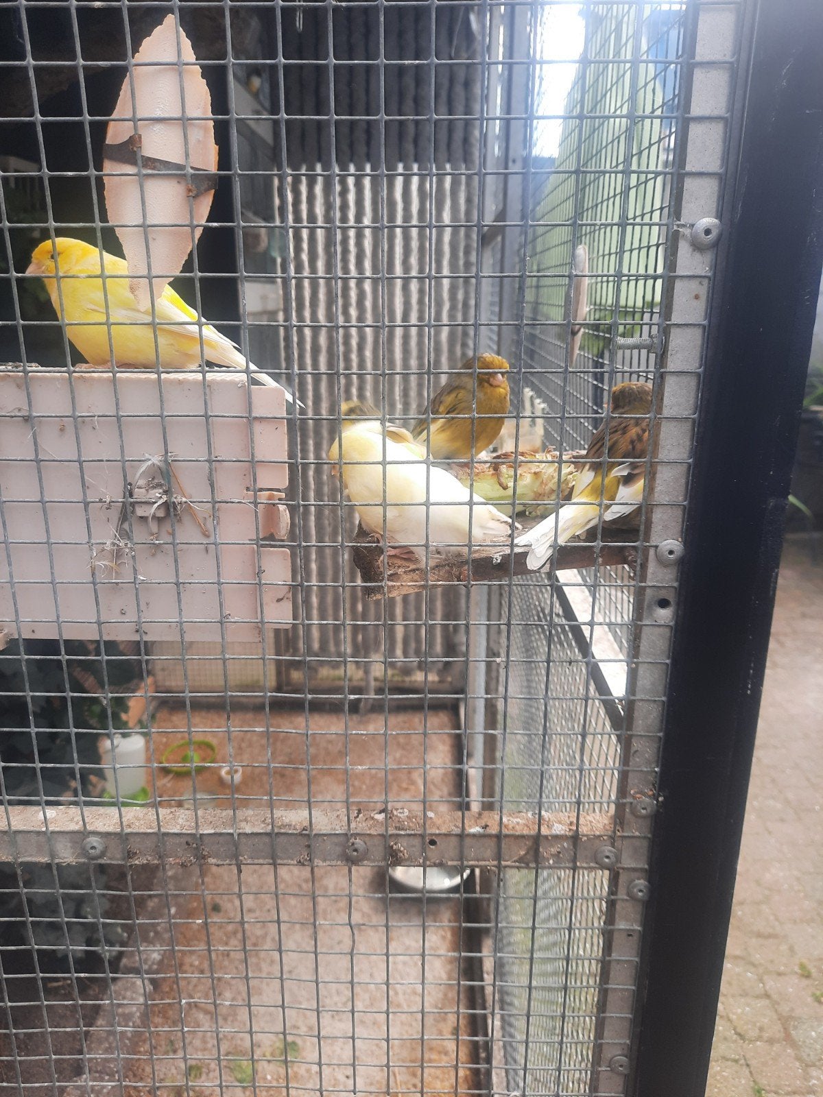 Mooie voliere aluminium. met vogels en toebehoren, Meerdere dieren, Kleurkanarie