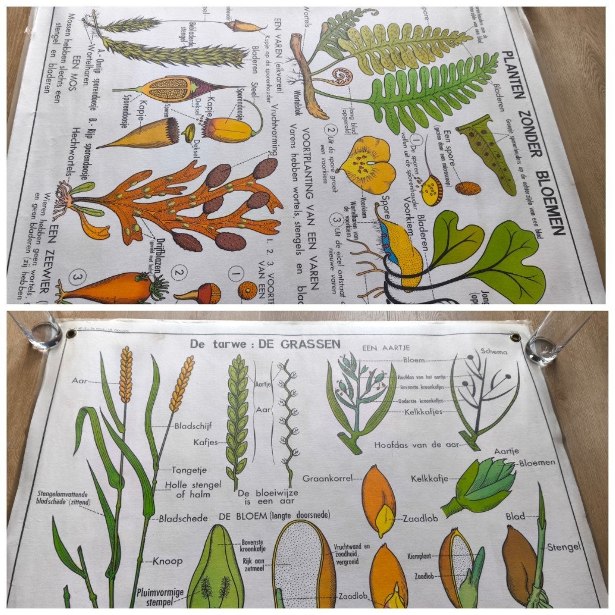 Vintage schoolplaat dubbelzijdig geplastificeerd, Ophalen of Verzenden, Natuur en Biologie