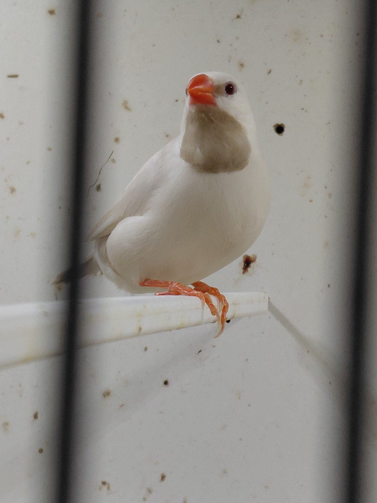 koppel spitsstaarten ino/creme, Dieren en Toebehoren, Meerdere dieren, Geringd