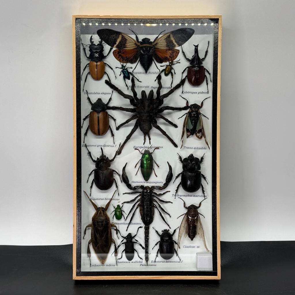 Insectenbox met 17 verschillende insecten