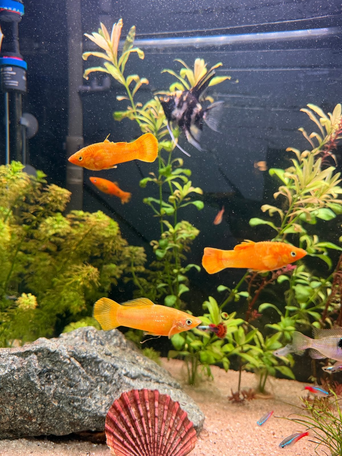 Molly’s 6 stuks, Dieren en Toebehoren, Vissen | Aquariumvissen, Vis