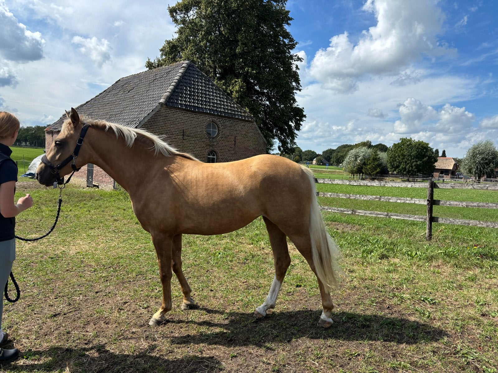 Luxe NRPS merrie (2,5 jaar) | Palomino | Veel potentie, Merrie, Springpaard, Minder dan 160 cm, Met stamboom