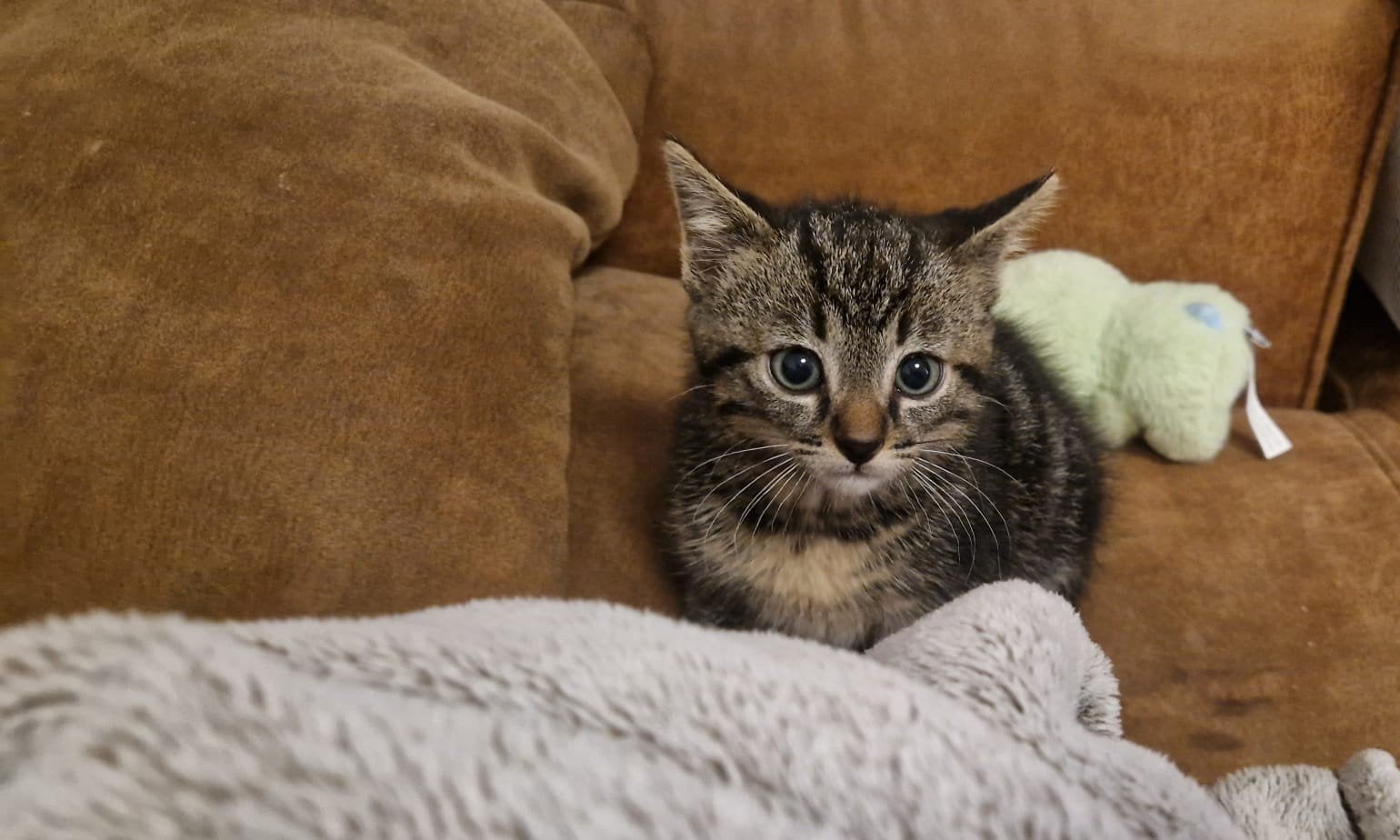 2 lieve kittens zoeken een nieuw huis, Meerdere dieren, Kortharig, 0 tot 2 jaar