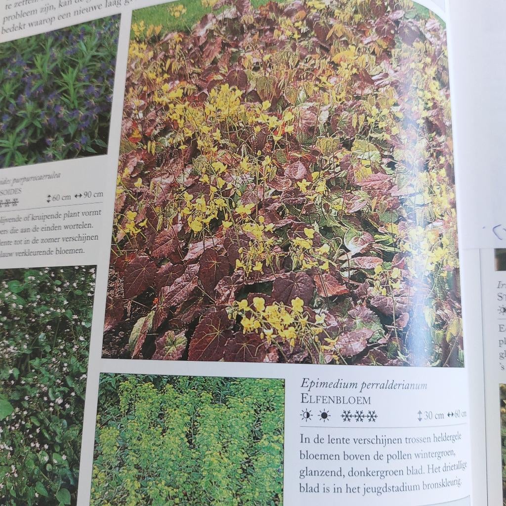 Elfenbloem perralderianum, droge grond, onder bomen, Ophalen, Bodembedekkers, Vaste plant, Volledige schaduw