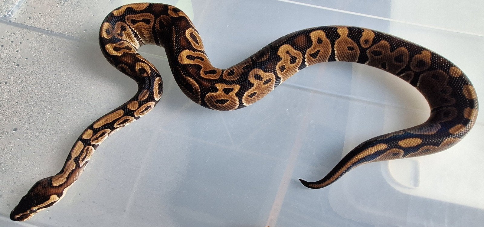 Hurricane, Dieren en Toebehoren, Slang, 0 tot 2 jaar