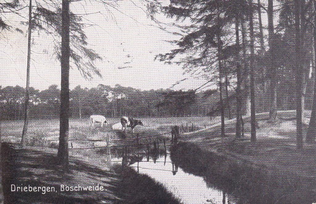 07097 Driebergen - Boschweide, Verzenden, Voor 1920, Gelopen, Utrecht