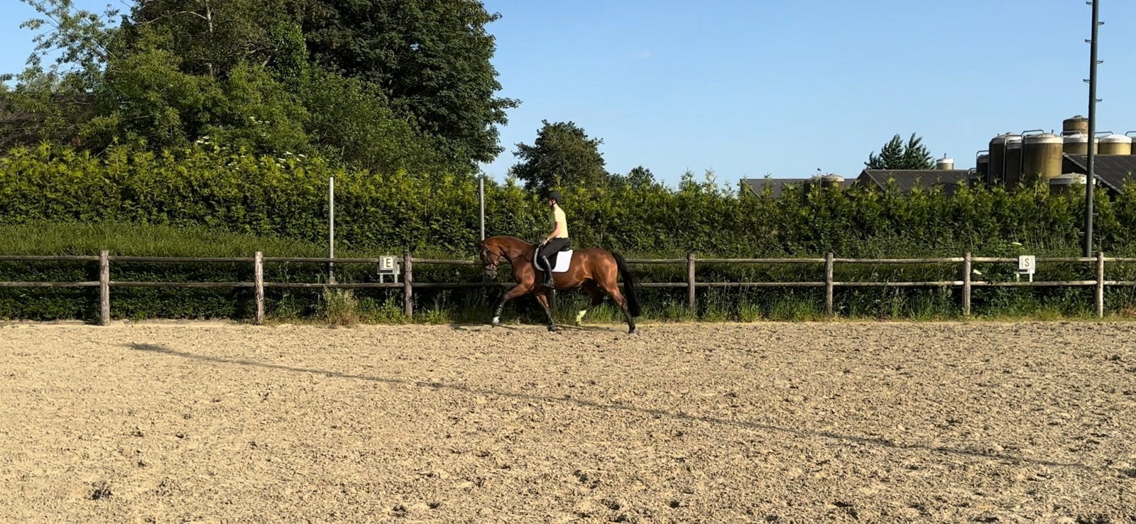 Talentvolle 5 jarige ruin, Dieren en Toebehoren, Paarden, Met stamboom, Ruin, Dressuurpaard, 3 tot 6 jaar