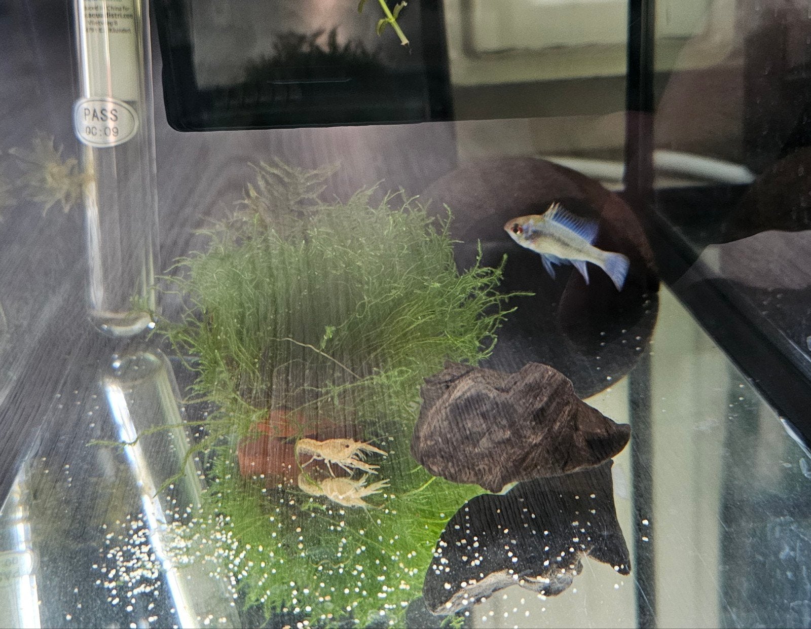 CPO kreeft, Blue Ram en Gouden Alg Eter. ruil of leuke bod, Ophalen, Overige typen, Nieuw, Overige merken