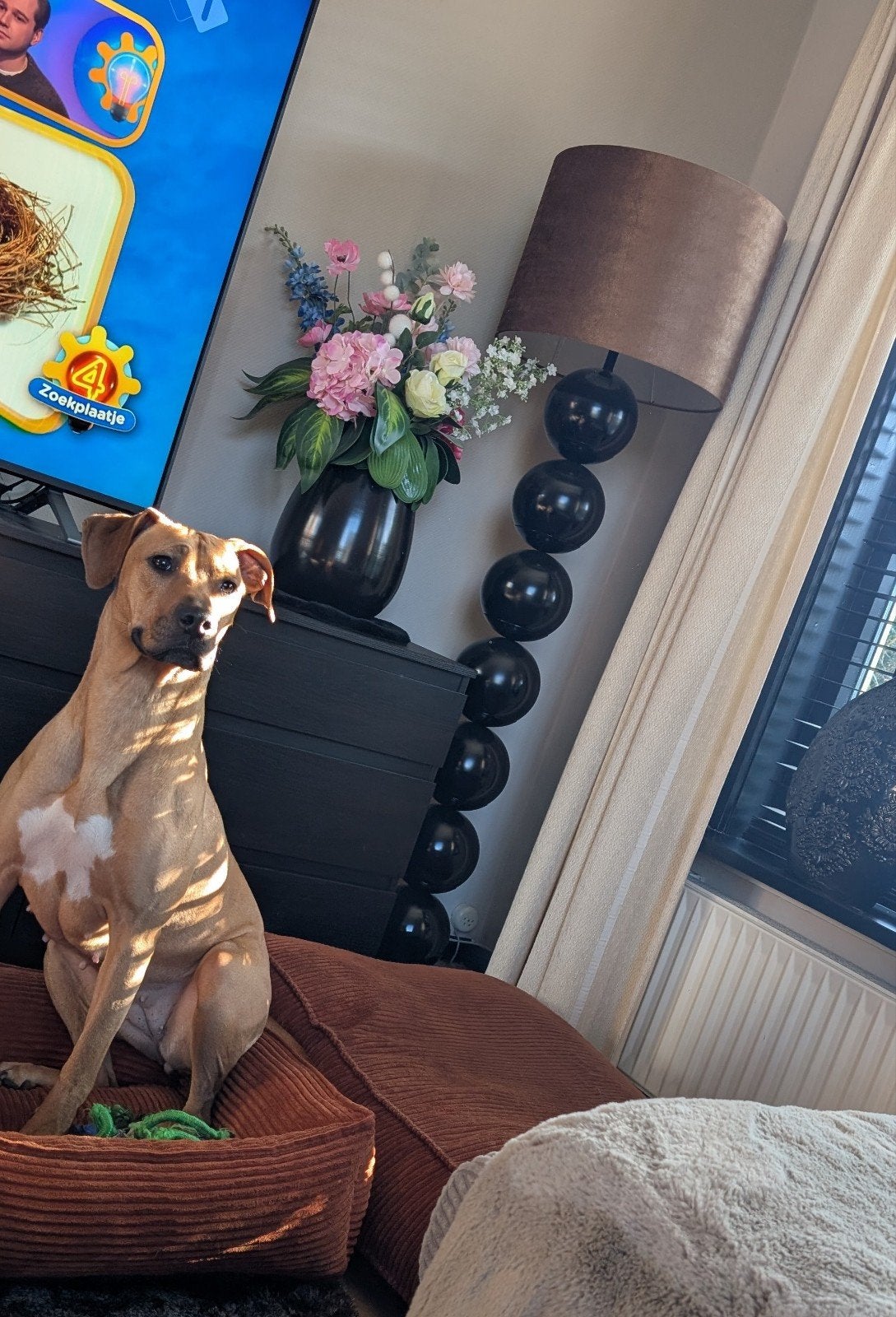 Ridgeback teefje, Dieren en Toebehoren, Overige rassen, Teef, Eén hond, 3 tot 5 jaar
