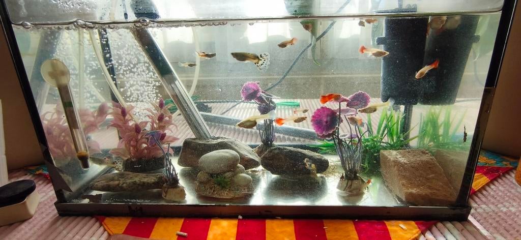 Ik verkoop guppy's., Dieren en Toebehoren, Vis