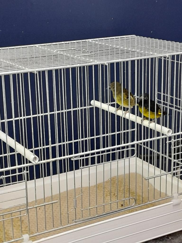 Geelbuiksijs - Geelbuik sijzen koppel, Dieren en Toebehoren, Meerdere dieren, Tropenvogel, Geringd
