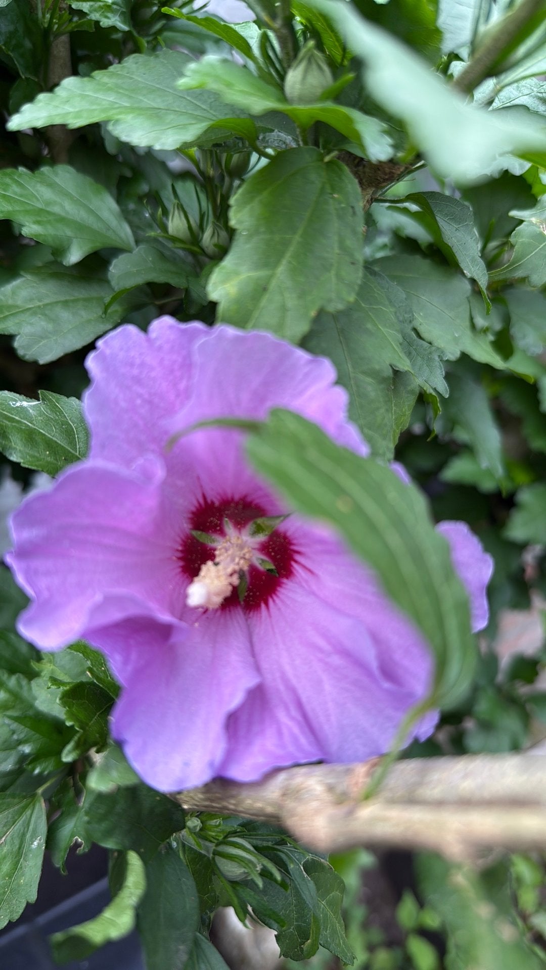 Althaeastruik/ Hibiscus: violet €10,-, Ophalen, Overige soorten, Struik, 100 tot 250 cm