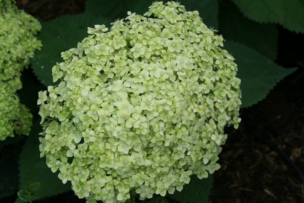 Hydrangea arb. Lime Rickey, Ophalen, Overige soorten, Halfschaduw