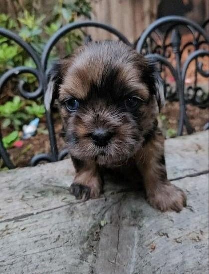 Shih Tzu Boomer x Lhasa Apso pups  geboren 13 april