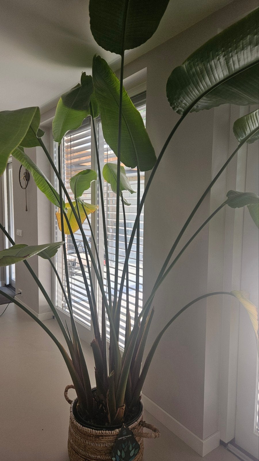 Grote Strelitzia Nicolai (Paradijsvogelplant), Huis en Inrichting, Kamerplanten, Ophalen, 200 cm of meer, Overige soorten, Halfschaduw