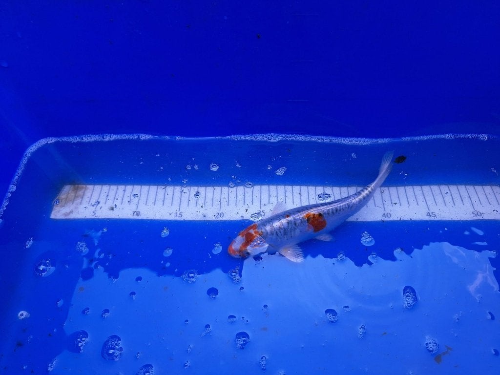 HERFSTAANBIEDING KOI UITVERKOOP 5 VOOR 4 € 25,00 PS, Dieren en Toebehoren, Karper of Koi