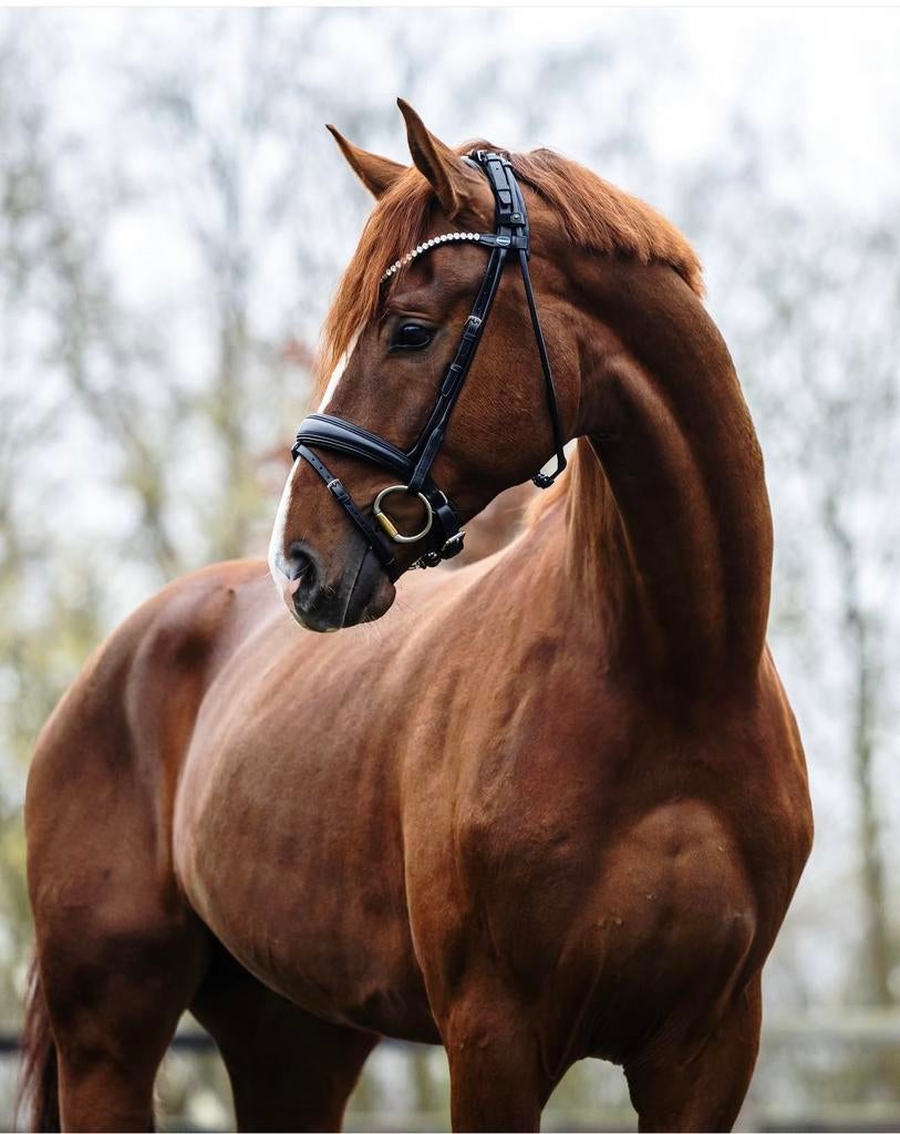 Passier Hamony hoofstel, Ophalen of Verzenden, Zo goed als nieuw