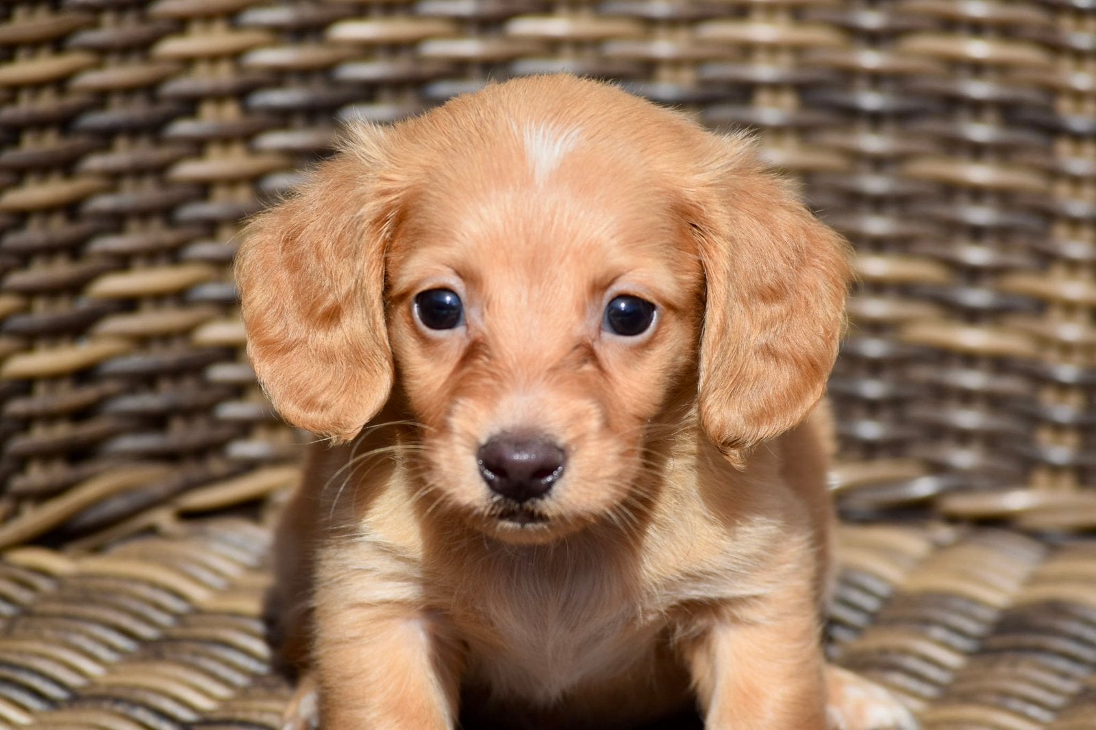 ️🔥Prachtige dwerg teckel pups cream/blond🔥, 8 tot 15 weken, Dwerg, Langhaar, Meerdere