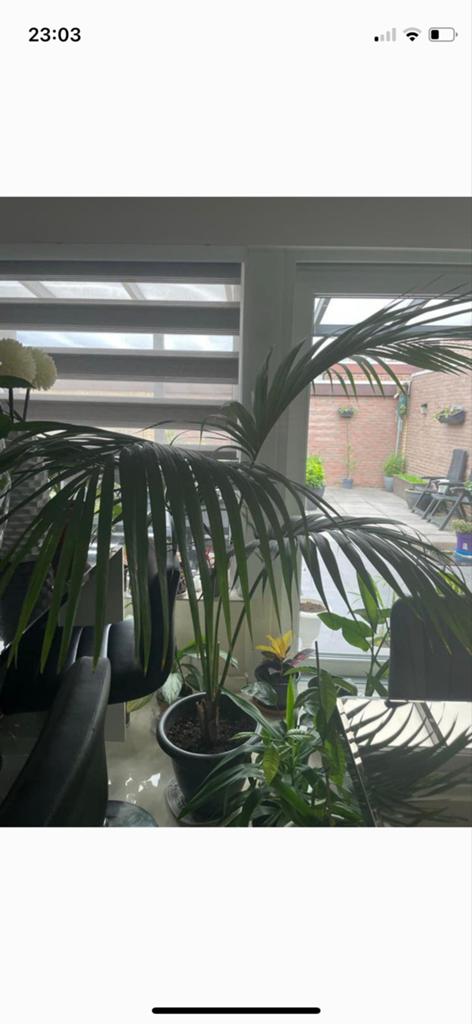 Grote Areca Palmboom in Pot - Ideaal voor Binnen of Buiten, Ophalen, Palm, Halfschaduw, In pot