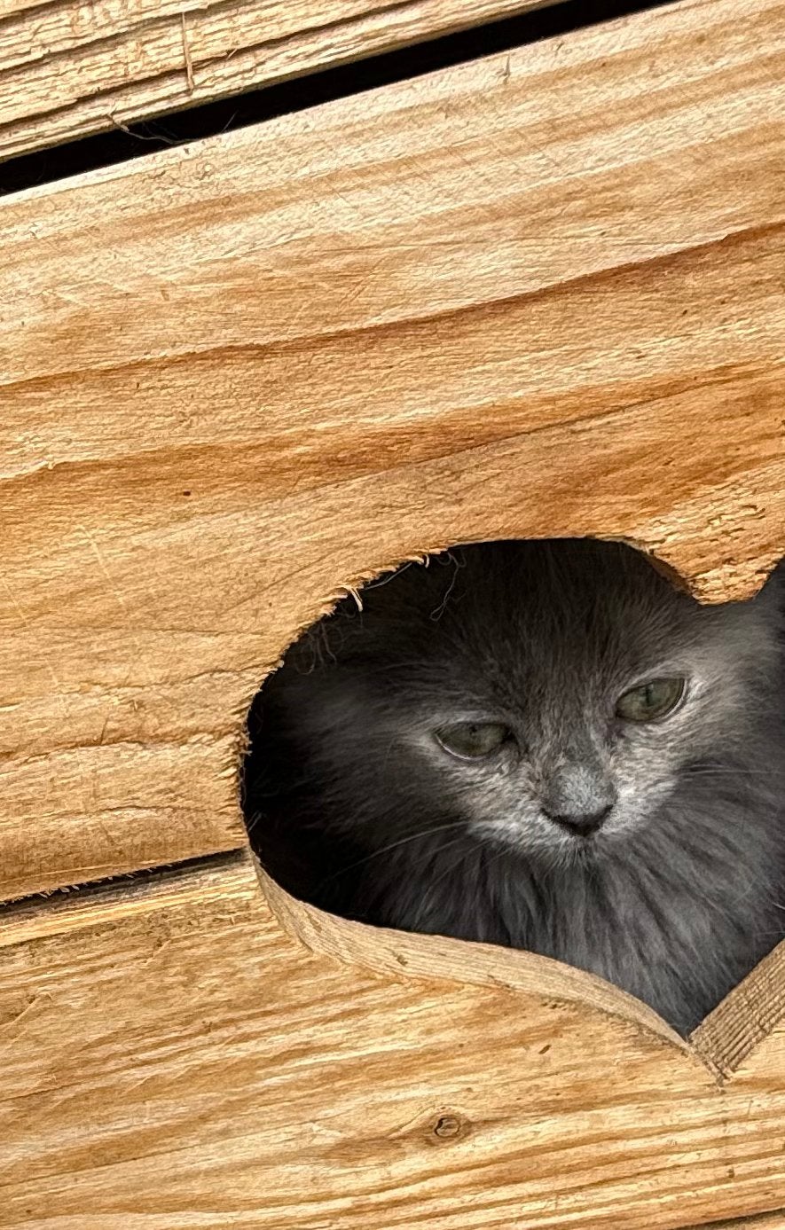 Ragdoll poesje mag verhuizen, Dieren en Toebehoren, Poes, Gechipt, 0 tot 2 jaar
