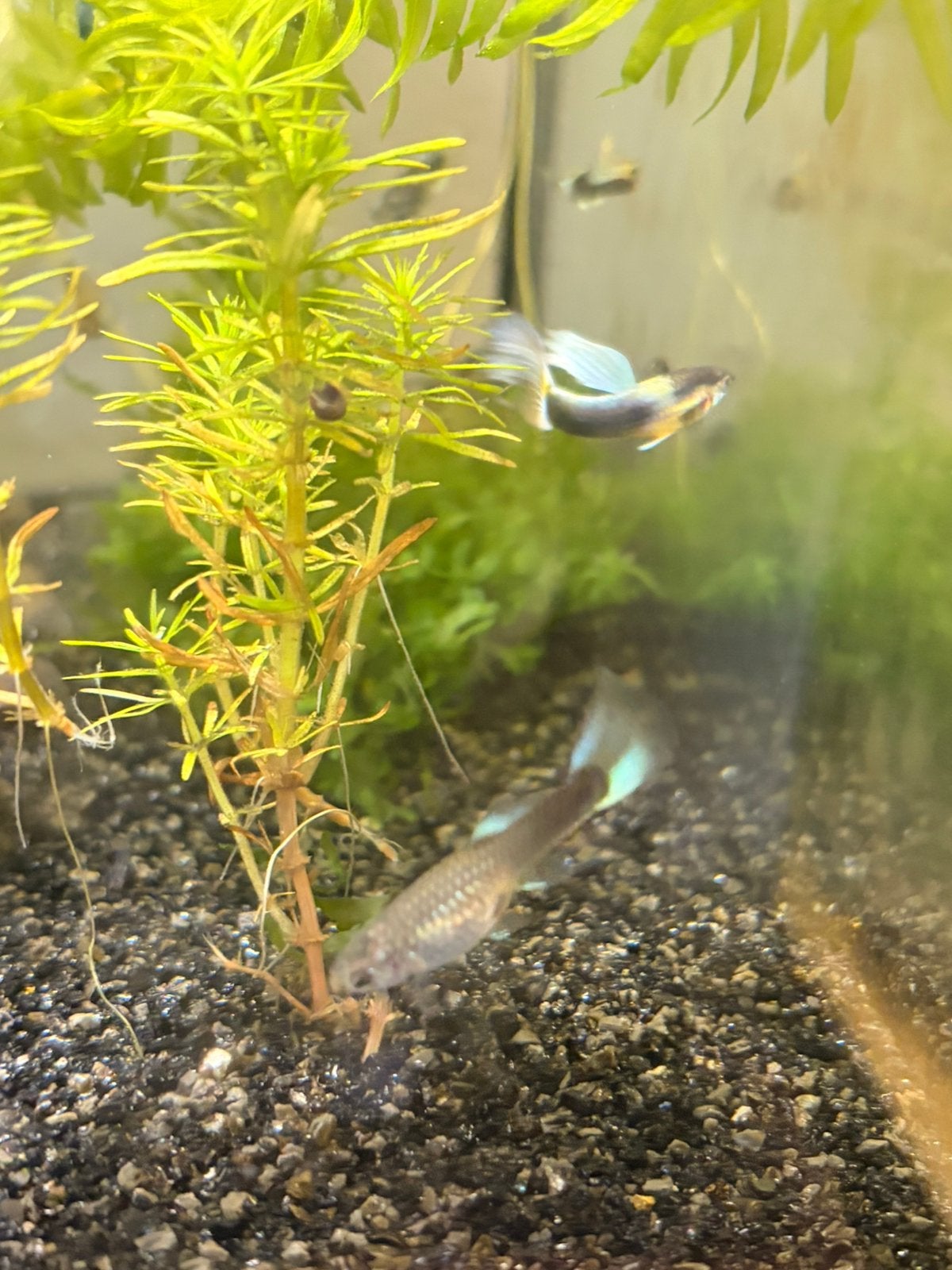 White dorsal guppen