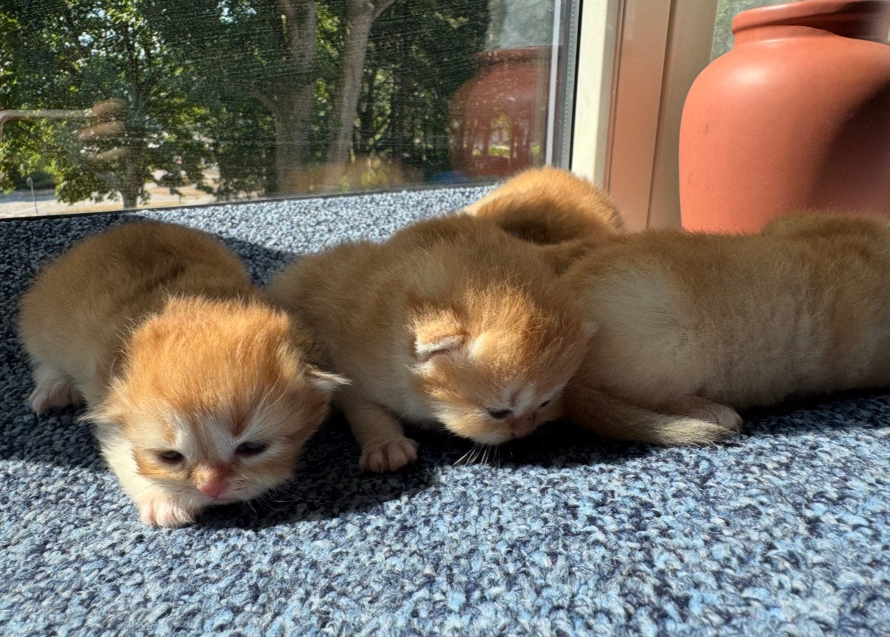 Prachtige Britse Kittens, Meerdere dieren, Ontwormd