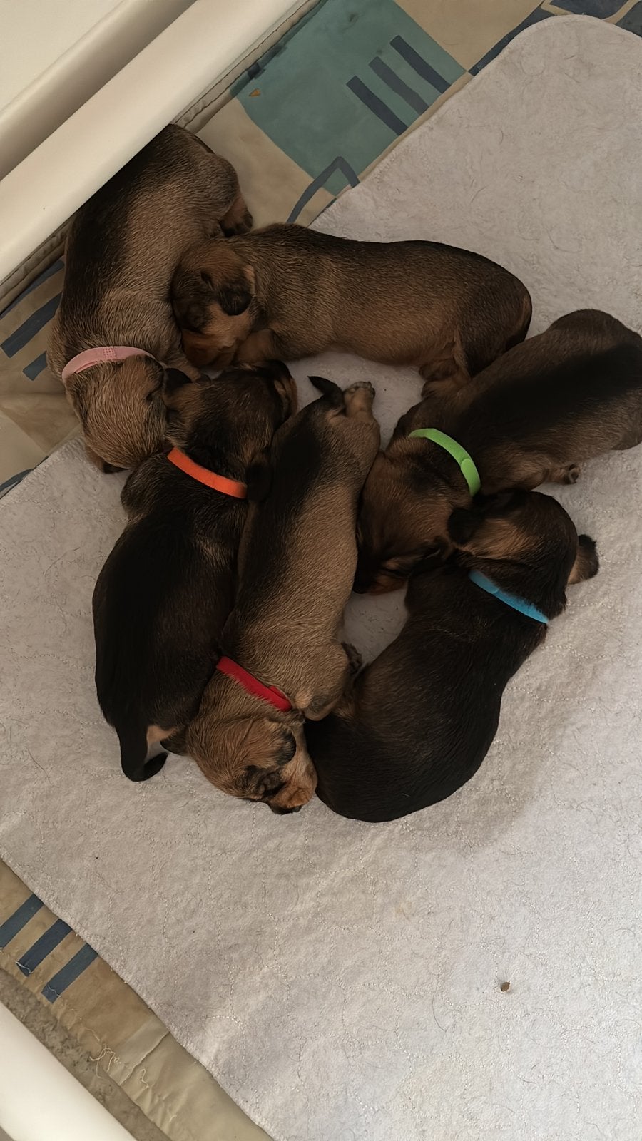 Ruwharige teckel pups nog 1 teefje beschikbaar, Dieren en Toebehoren, 8 tot 15 weken, Dwerg, Parvo, Meerdere
