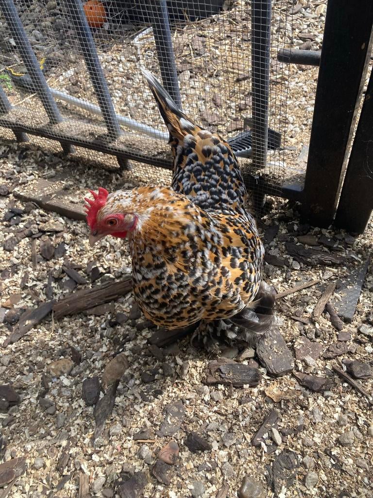 Sabelpootkriel, Dieren en Toebehoren, Vrouwelijk, Kip