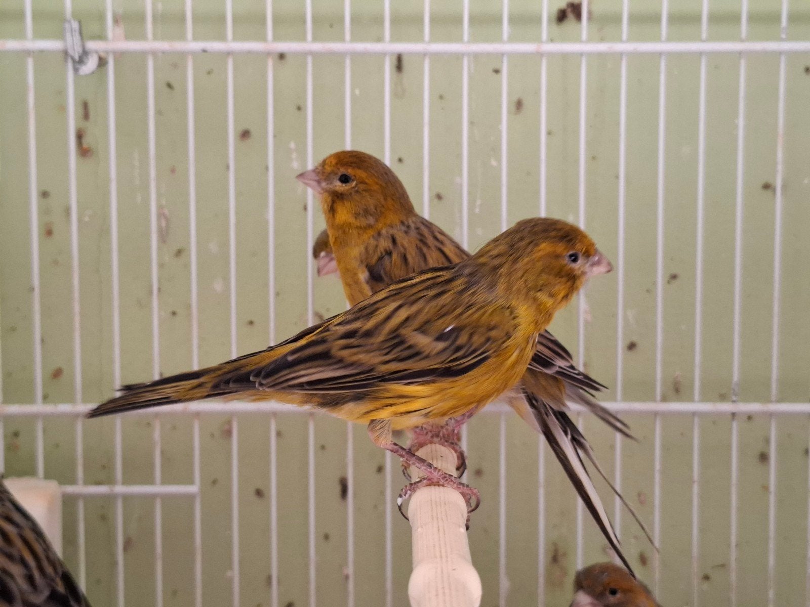 8 groene kanaries, Dieren en Toebehoren, Meerdere dieren, Kleurkanarie