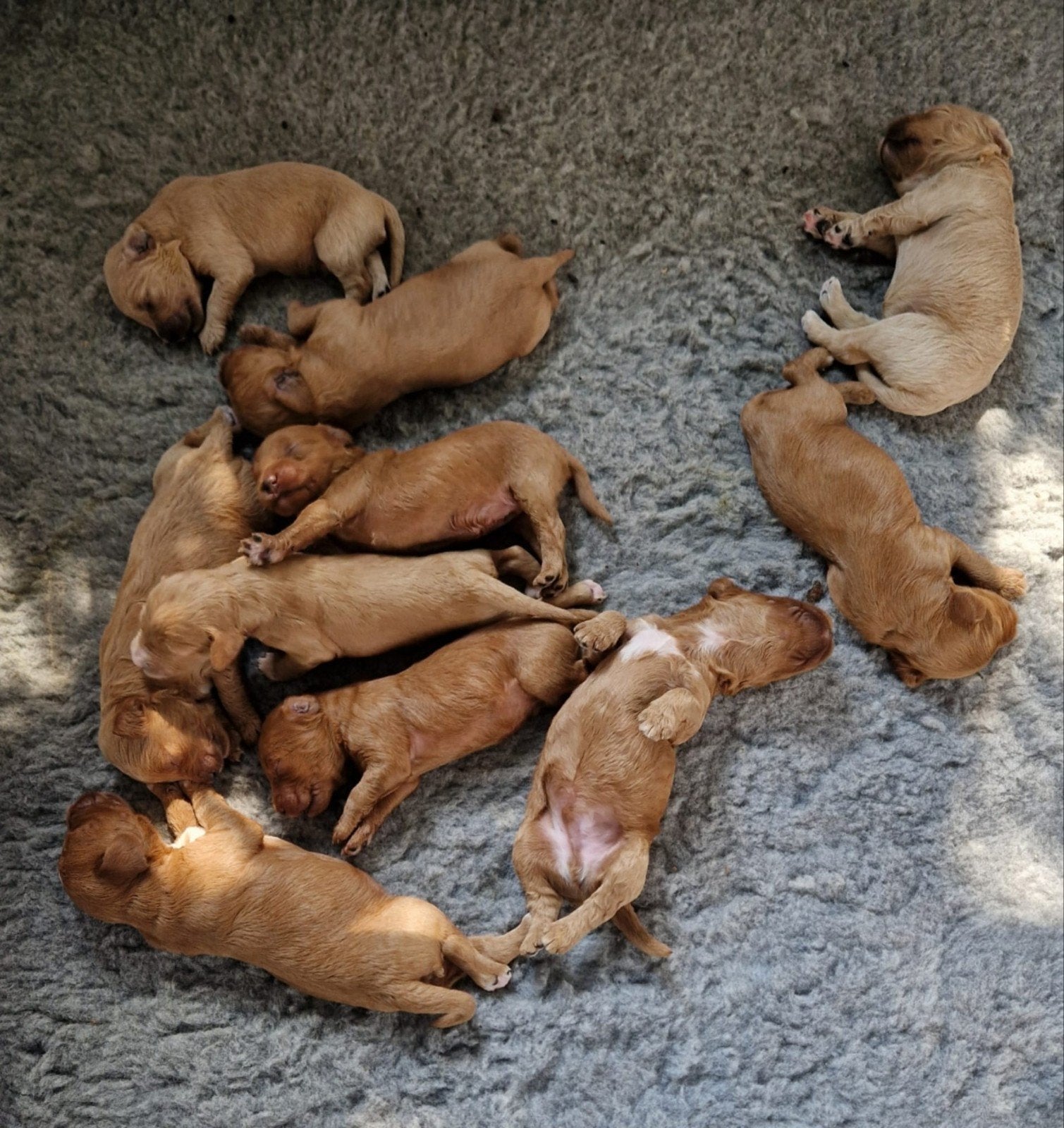 Australian Labradoodle Medium puppy's  🐶🤎, Dieren en Toebehoren, Parvo, 8 tot 15 weken, Meerdere, Meerdere dieren