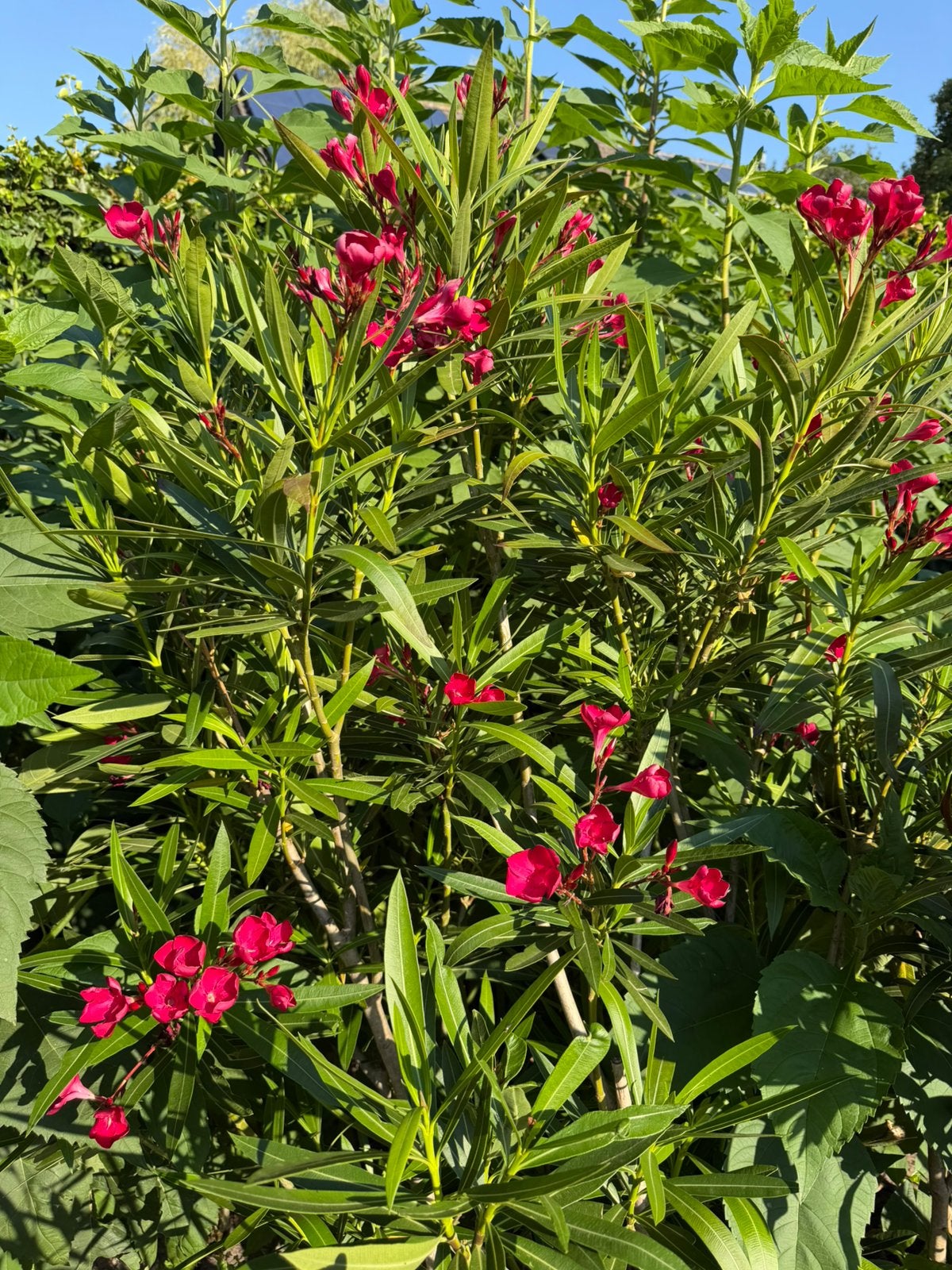 Oleander ca. 180 cm hoog, Volle zon, Vaste plant, Zomer, Ophalen