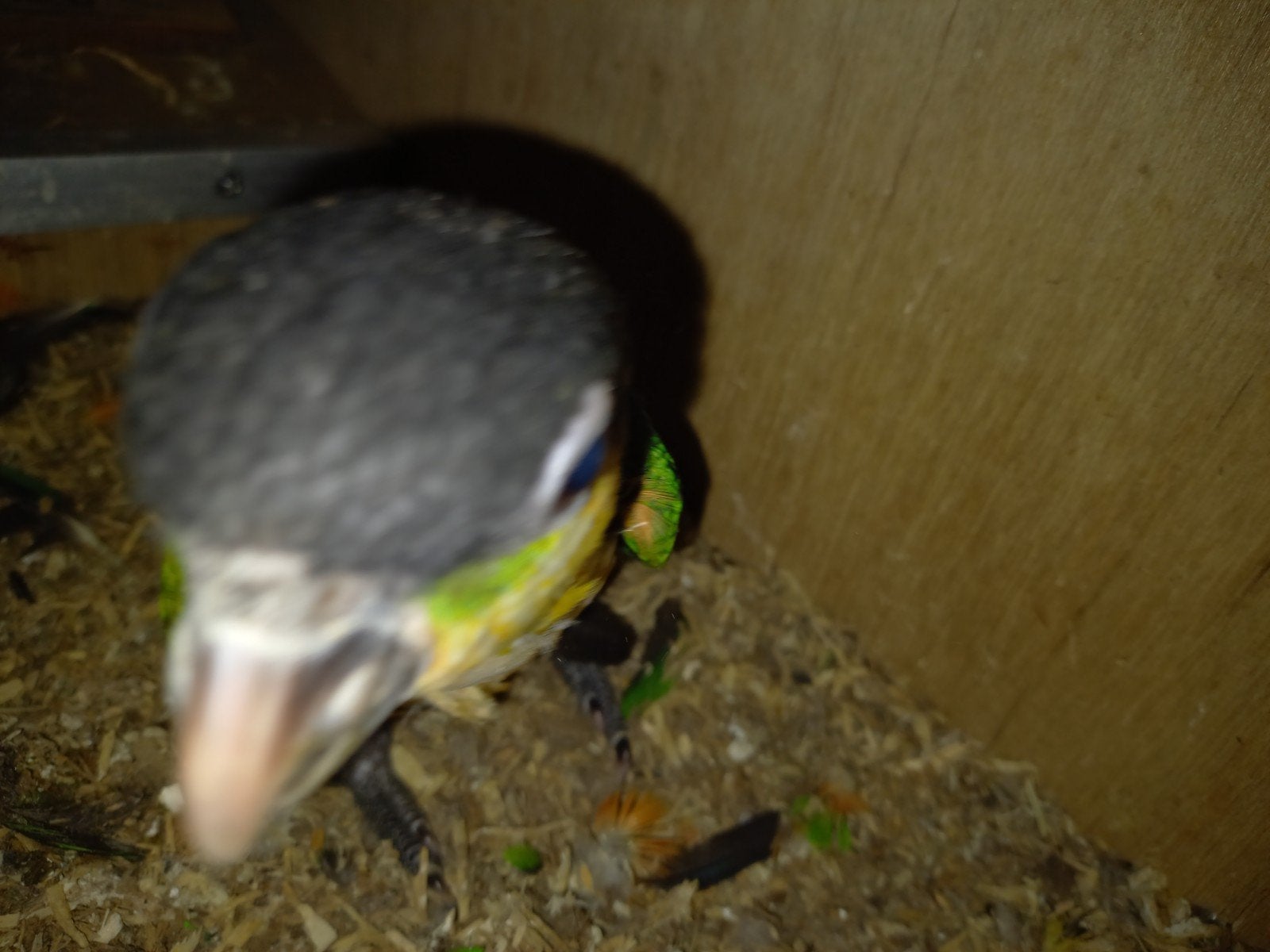 jonge caique, Mannelijk, Papegaai, Tam