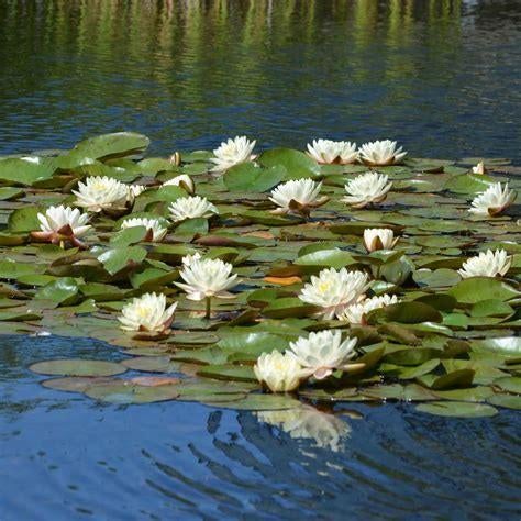 waterlelies, Ophalen, Zo goed als nieuw