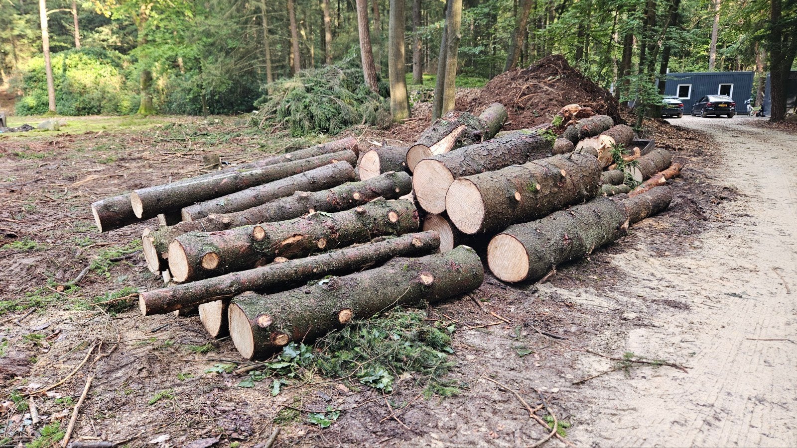 Versgezaagde Sparren stammen, 6 m³ of meer, Ophalen, Overige houtsoorten, Stammen