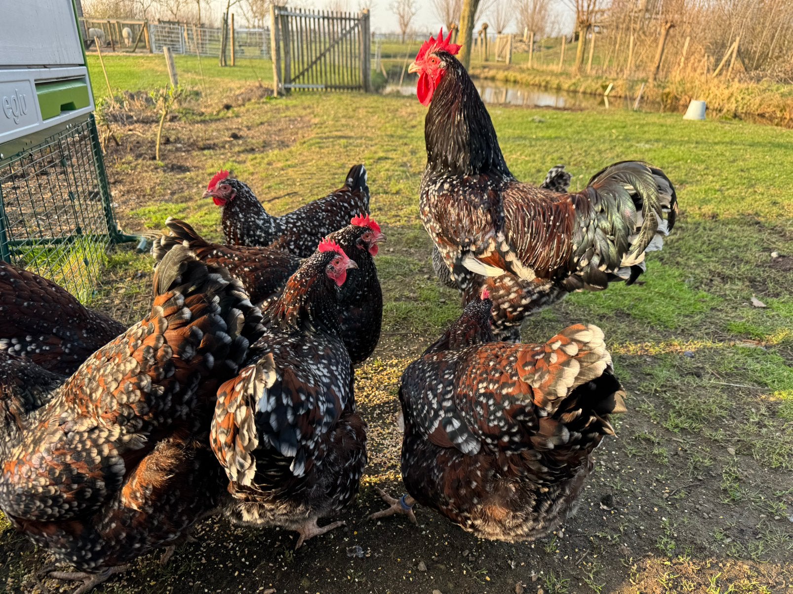 Broedeieren Sussex rood porselein, Dieren en Toebehoren, Pluimvee, Vrouwelijk, Kip