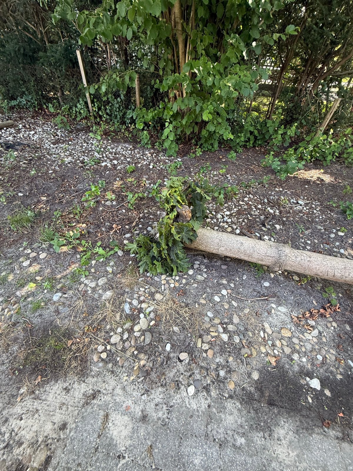 Gratis boom, Tuin en Terras, Planten | Bomen, Bloeit niet, Overige soorten, 250 tot 400 cm, Ophalen
