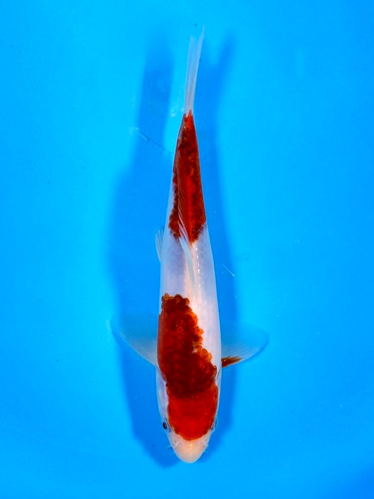 Japanse Koi – Marushi | Ai Goromo | Incl Certificaat, Dieren en Toebehoren, Vissen | Vijvervissen, Karper of Koi