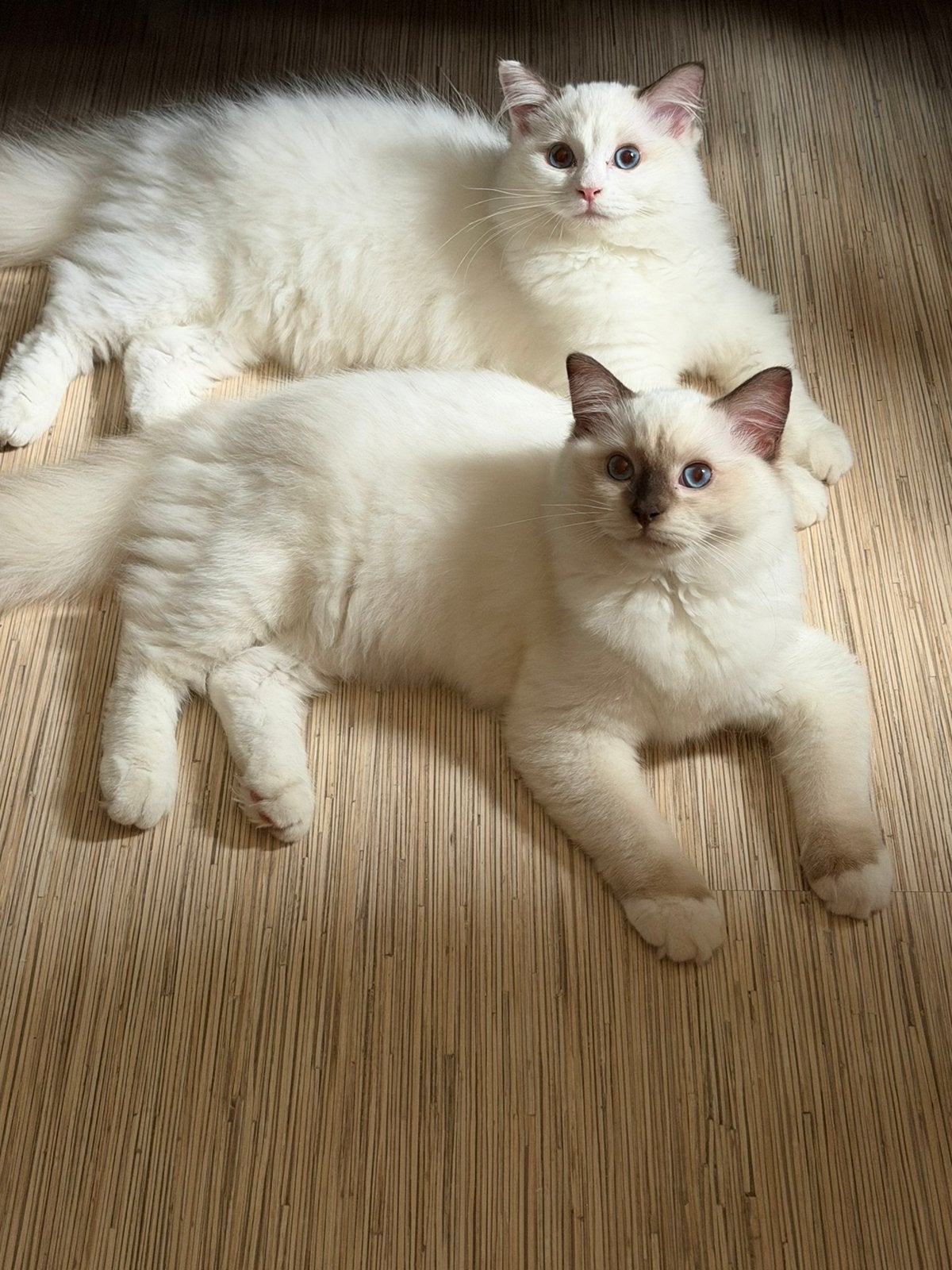 Prachtige Ragdoll kittens stamboom, Meerdere dieren, Ontwormd