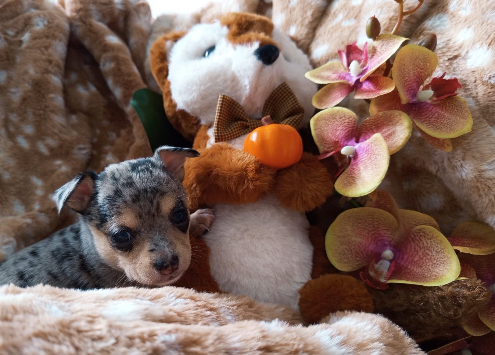 chihauhau/pomeriaan puppies, Overige rassen, CDV (hondenziekte), 8 tot 15 weken, Meerdere