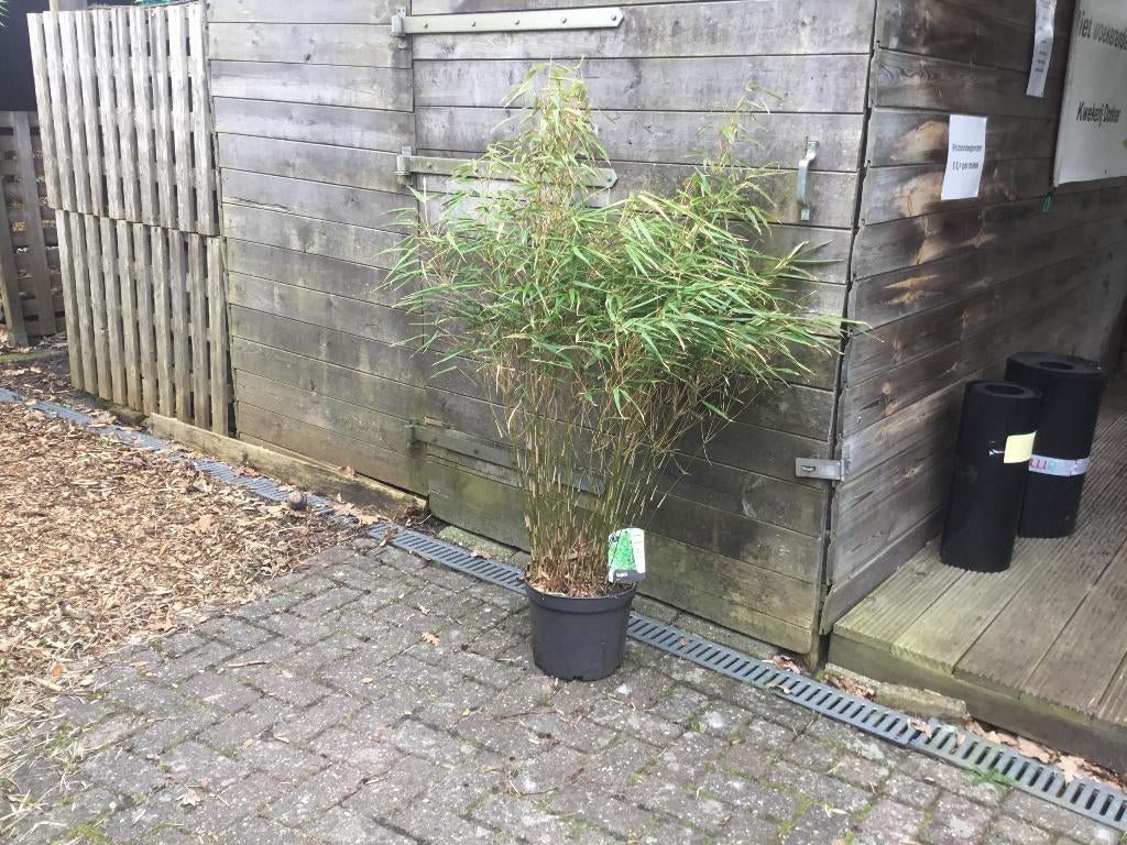 Fargesia Rufa, niet woekerende bamboe!!!, Ophalen, Bamboe, Haag, 100 tot 250 cm