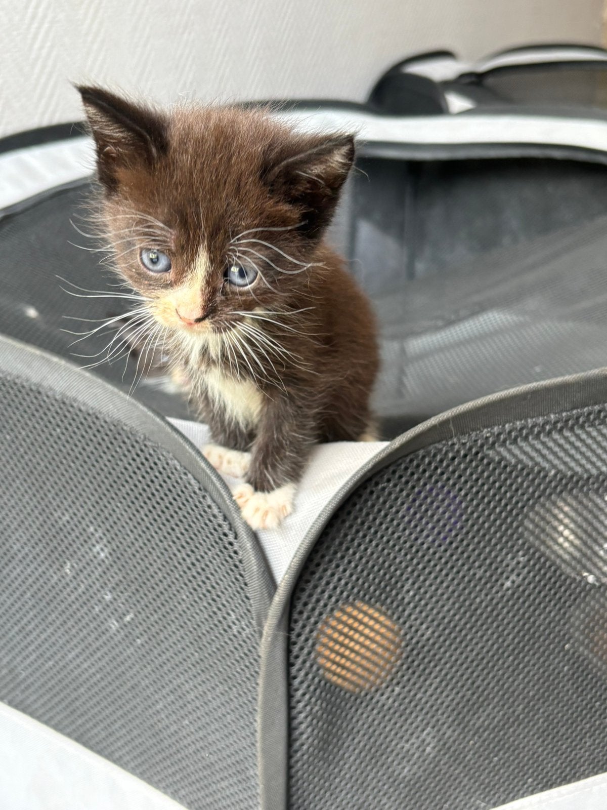 Maincoon x Britse korthaar en Munchkin x Britse, Meerdere dieren, Kortharig, 0 tot 2 jaar