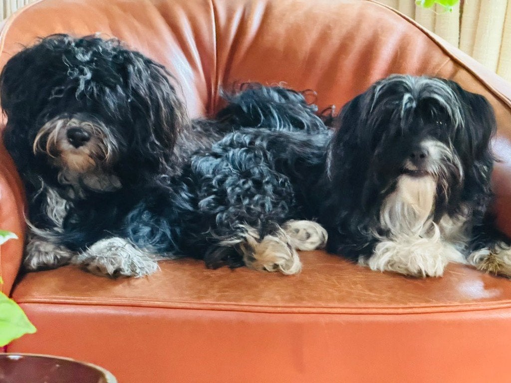 2 Malthezer pups 9 maanden te koop, Dieren en Toebehoren, CDV (hondenziekte), 8 tot 15 weken, Meerdere, Meerdere dieren