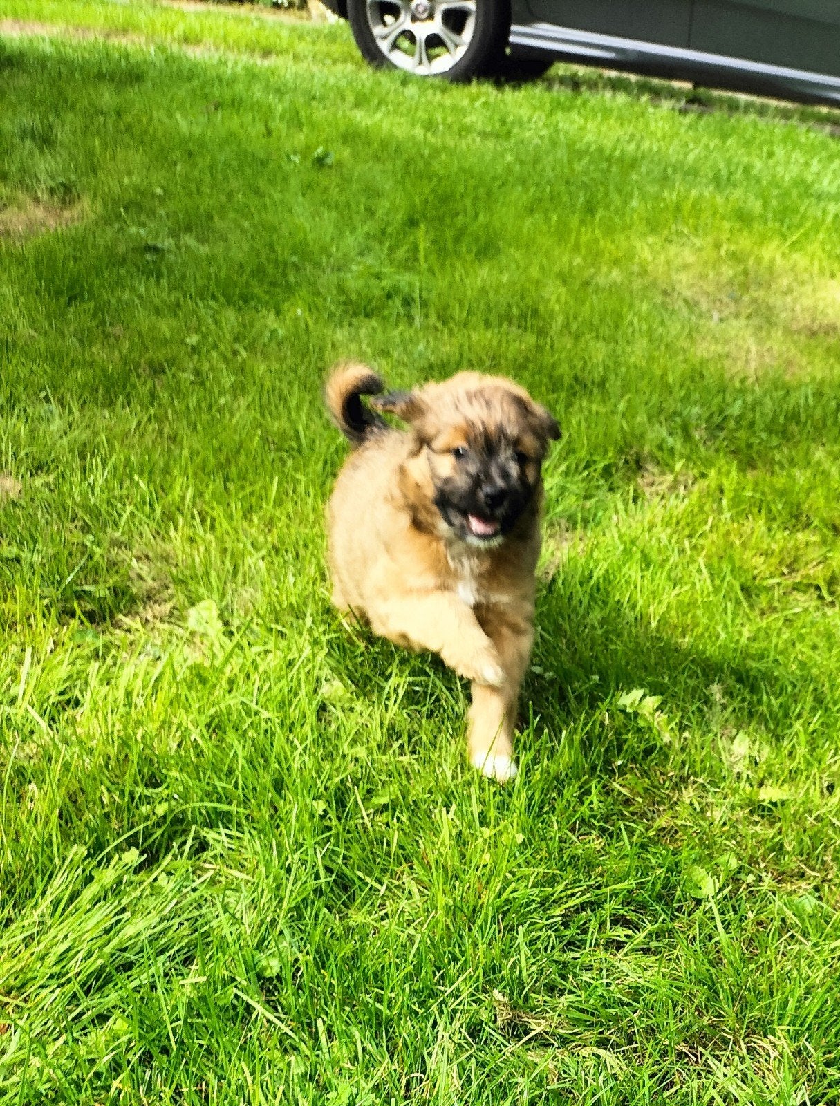 boomer reu, 8 tot 15 weken, Eén hond, Nederland, Particulier